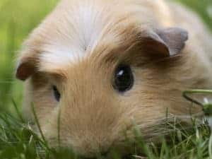 guinea pig as a pet