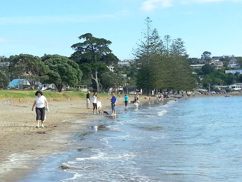 Walking dogs on Browns Bay beach